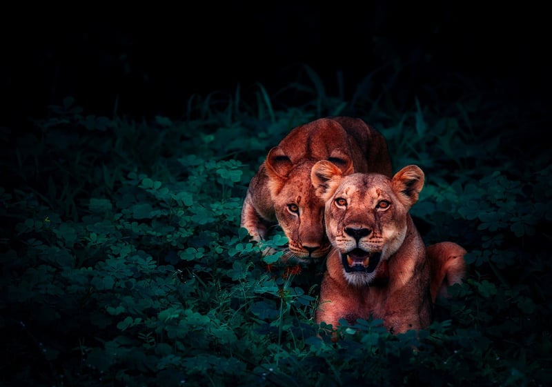 Jungle Safari