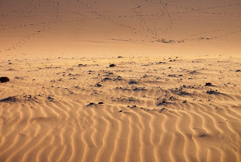 Desert Expedition